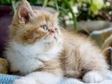 Кошки, котята Экзотическая короткошерстная, цена 2000 Грн., Фото