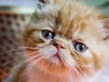 Кошки, котята Экзотическая короткошерстная, цена 2000 Грн., Фото
