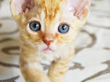 Кошки, котята Девон-рекс, цена 3000 Грн., Фото