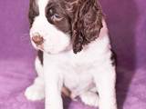 Собаки, щенки Английский спрингер спаниель, цена 7000 Грн., Фото