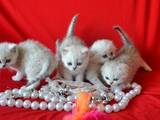 Кішки, кошенята Шотландська висловуха, ціна 800 Грн., Фото