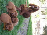 Собаки, щенки Ирландский сеттер, цена 7000 Грн., Фото