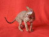 Кошки, котята Корниш-рекс, цена 4900 Грн., Фото