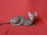 Кошки, котята Корниш-рекс, цена 4900 Грн., Фото