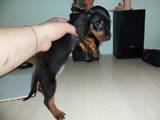 Собаки, щенята Гладкошерста мініатюрна такса, ціна 2000 Грн., Фото