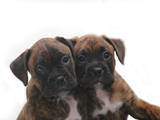 Собаки, щенки Боксер, цена 2000 Грн., Фото