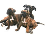 Собаки, щенята Боксер, ціна 2000 Грн., Фото