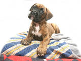 Собаки, щенята Боксер, ціна 2000 Грн., Фото