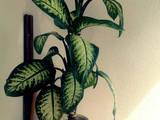 Домашние растения Дифенбахии, цена 400 Грн., Фото