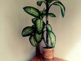 Домашние растения Дифенбахии, цена 400 Грн., Фото