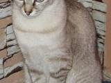 Кошки, котята Тайская, цена 500 Грн., Фото