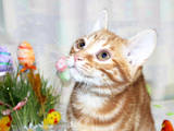Кішки, кошенята Курильський бобтейл, ціна 3000 Грн., Фото