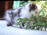 Кішки, кошенята Екзотична короткошерста, ціна 2000 Грн., Фото