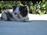 Кішки, кошенята Екзотична короткошерста, ціна 2000 Грн., Фото
