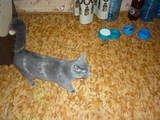 Кошки, котята Разное, цена 1 Грн., Фото