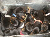 Собаки, щенки Английский сеттер, цена 5000 Грн., Фото
