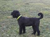 Собаки, щенки Черный терьер, цена 8000 Грн., Фото
