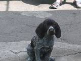 Собаки, щенки Немецкая жесткошерстная легавая, цена 3500 Грн., Фото