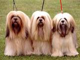 Собаки, щенки Лхаса апсо, цена 5000 Грн., Фото
