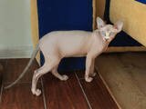 Кошки, котята Канадский сфинкс, цена 5000 Грн., Фото
