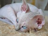 Кошки, котята Канадский сфинкс, цена 10000 Грн., Фото