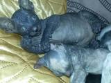 Кішки, кошенята Донський сфінкс, ціна 1000 Грн., Фото