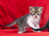 Кошки, котята Неизвестная порода, цена 100 Грн., Фото