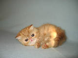 Кошки, котята Экзотическая короткошерстная, цена 3500 Грн., Фото