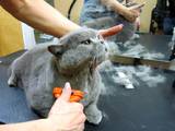 Кішки, кошенята Ветеринарні послуги, ціна 120 Грн., Фото
