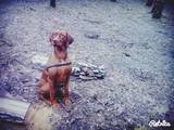 Собаки, щенята Угорська вижла, Фото