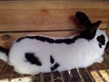 Животноводство,  Сельхоз животные Кролики, Нутрии, цена 400 Грн., Фото