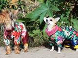 Собаки, щенята Аксесуари, ціна 200 Грн., Фото