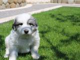 Собаки, щенки Пиренейская горная собака, цена 12000 Грн., Фото