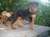 Собаки, щенята Вельштер'єр, ціна 6000 Грн., Фото