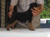 Собаки, щенята Вельштер'єр, ціна 8000 Грн., Фото