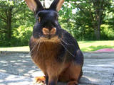 Тваринництво,  Сільгосп тварини Кролики, Нутрії, ціна 800 Грн., Фото