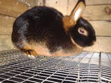Животноводство,  Сельхоз животные Кролики, Нутрии, цена 800 Грн., Фото