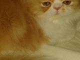 Кішки, кошенята Персидська, ціна 2000 Грн., Фото