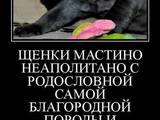 Собаки, щенята Мастіно неаполетано, ціна 3500 Грн., Фото