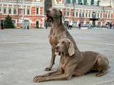 Собаки, щенки Веймарская легавая, цена 6000 Грн., Фото