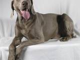 Собаки, щенята Веймарська лягава, ціна 5000 Грн., Фото