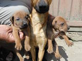Собаки, щенки Карликовый пинчер, цена 750 Грн., Фото