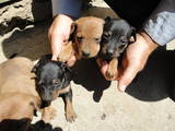 Собаки, щенята Карликовий пінчер, ціна 750 Грн., Фото