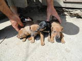 Собаки, щенки Карликовый пинчер, цена 750 Грн., Фото