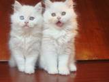 Кішки, кошенята Британська довгошерста, ціна 1200 Грн., Фото