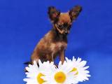 Собаки, щенки Русский длинношерстный тойтерьер, цена 5000 Грн., Фото