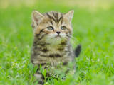 Кошки, котята Шотландская вислоухая, цена 1500 Грн., Фото