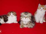 Кішки, кошенята Highland Fold, ціна 2000 Грн., Фото