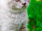 Кошки, котята Британская короткошерстная, цена 600 Грн., Фото