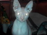 Кошки, котята Донской сфинкс, цена 900 Грн., Фото